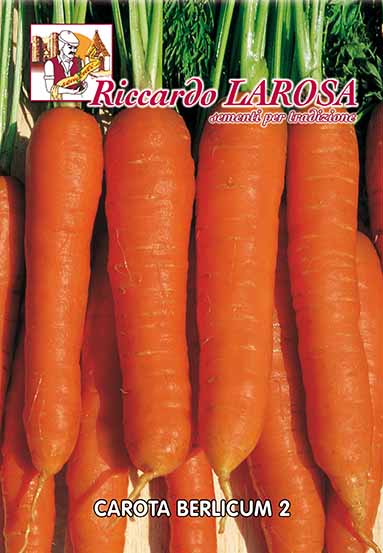 carota berlicum
