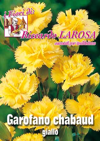 garofano chabaud giallo