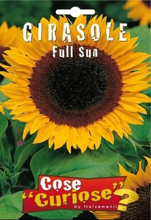 girasole full sun