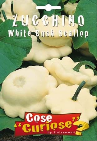 zucchino white bush scallop